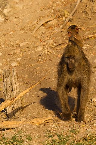 056 Chobe NP, bavianen.jpg